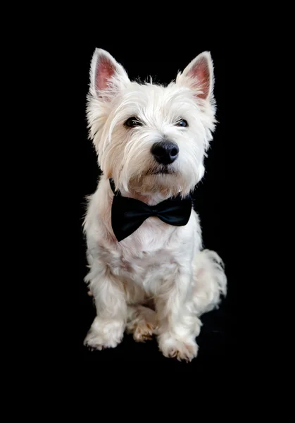 Δυτικό Highland White Terrier — Φωτογραφία Αρχείου