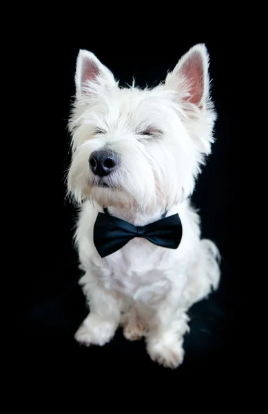 West Highland terrier blanco —  Fotos de Stock