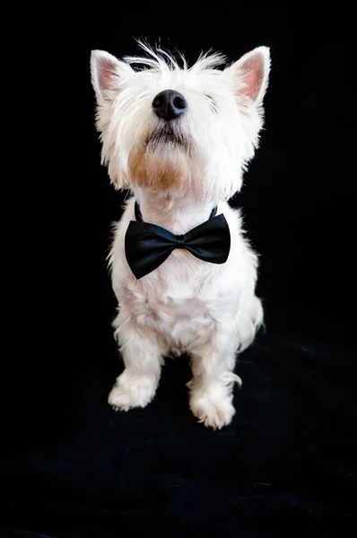 Δυτικό Highland White Terrier — Φωτογραφία Αρχείου