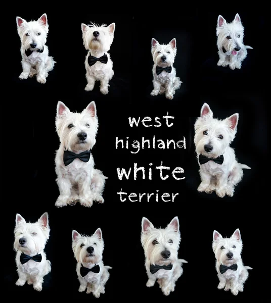 West Highland Witte Terriër Stockfoto