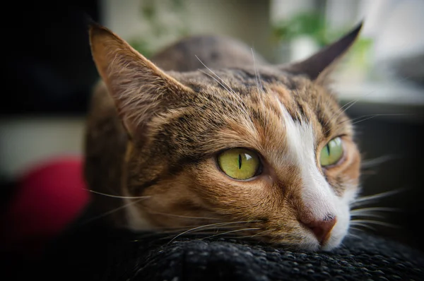 Портрет кота — стокове фото