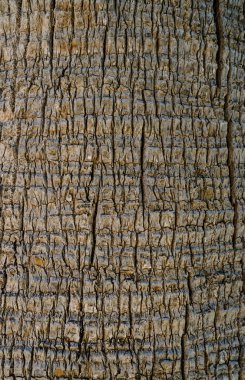 plajda palmiye ağaçları