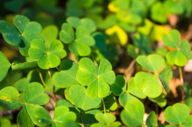 groene klaver blad