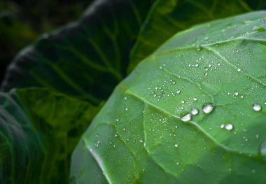 lahana üstünde su damlaları