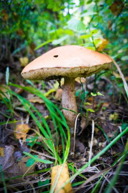 mantar üzerinde yosun