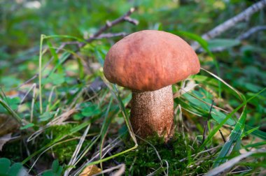 mantar üzerinde yosun