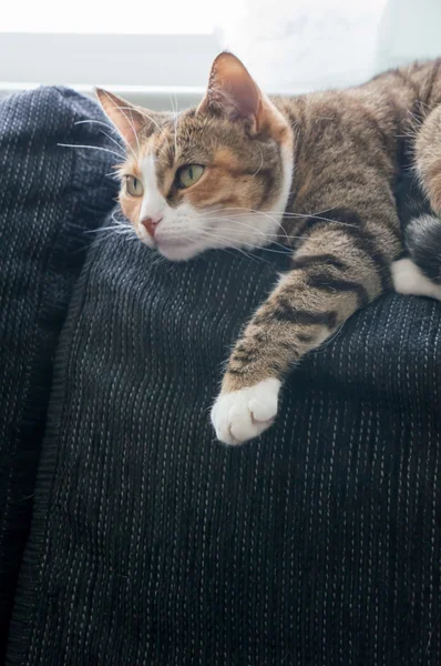 Retrato de um gato — Fotografia de Stock