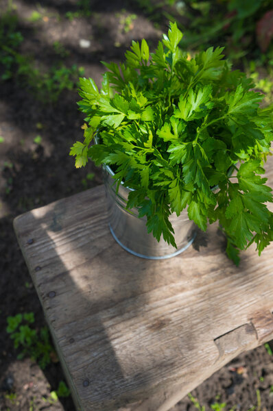 Parsley in a metal bucket