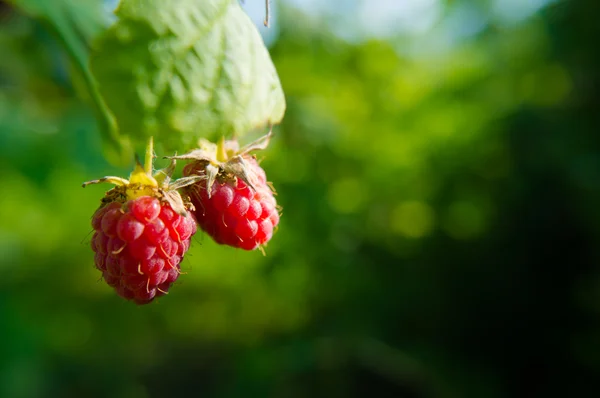 Mogna hallon i trädgården frukt — Stockfoto