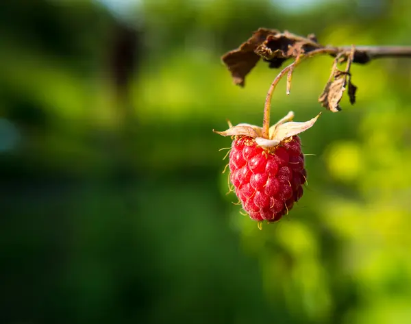 Mogna hallon i trädgården frukt — Stockfoto