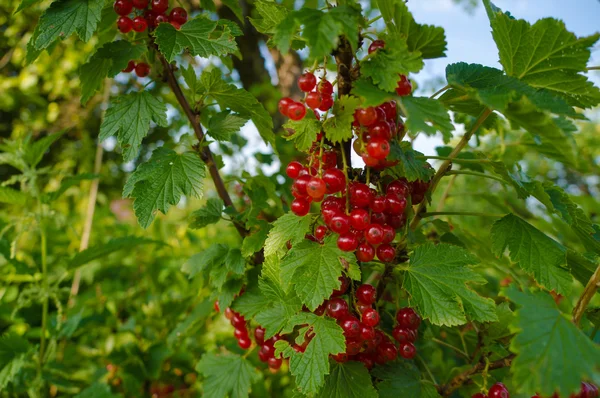 Röda vinbär i trädgården — Stockfoto