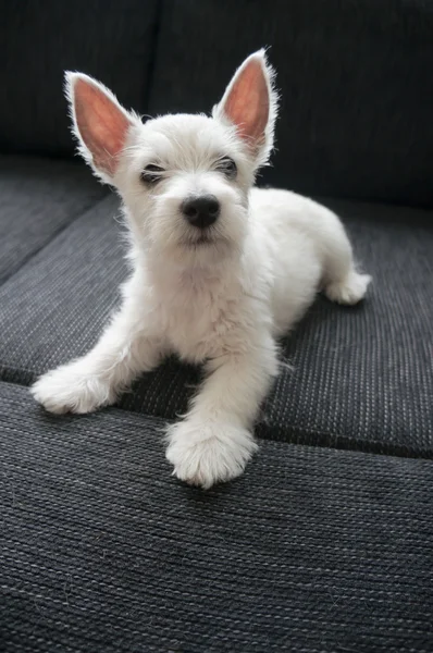 Szczeniak west highland white terrier — Zdjęcie stockowe