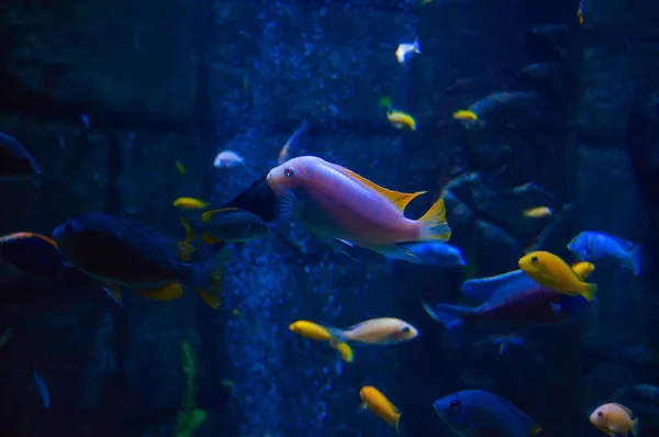 Pesci esotici in un acquario — Foto Stock