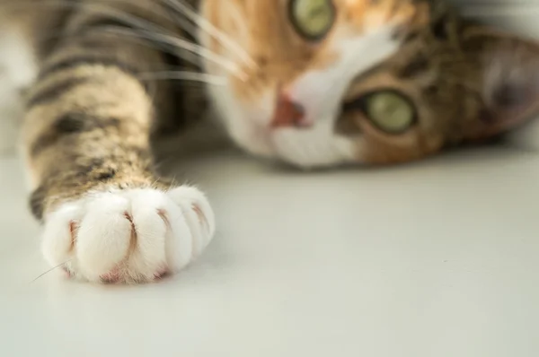 Retrato de um gato — Fotografia de Stock