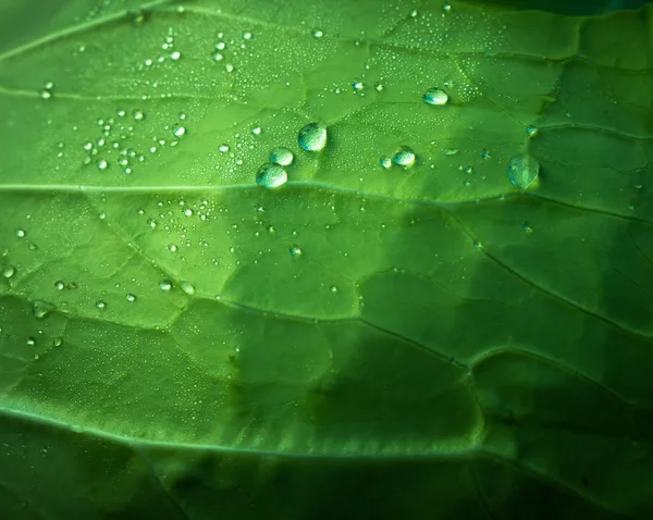 Gotas de agua sobre la col —  Fotos de Stock