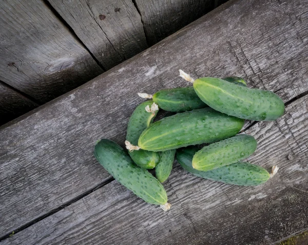 Green cucumber in the garden — Stock Photo, Image