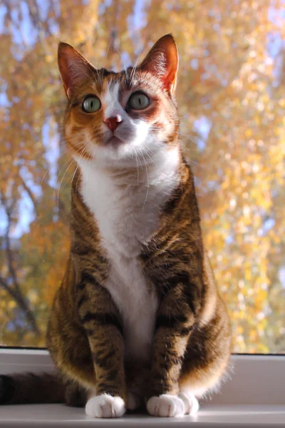 Портрет кота — стокове фото