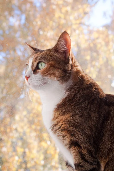 Portrait of a cat — Stock Photo, Image