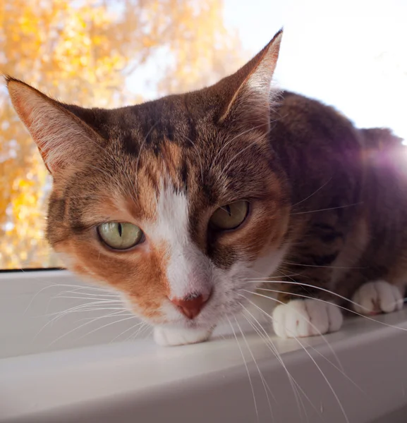 Retrato de um gato — Fotografia de Stock