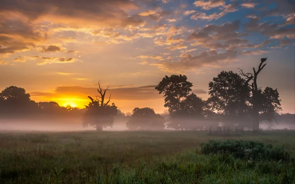 Východ slunce nad staré duby — Stock fotografie