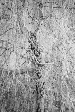 Karla kaplı ağaçlar.