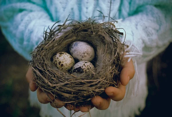 Eggs in the nest. — Stock Photo, Image