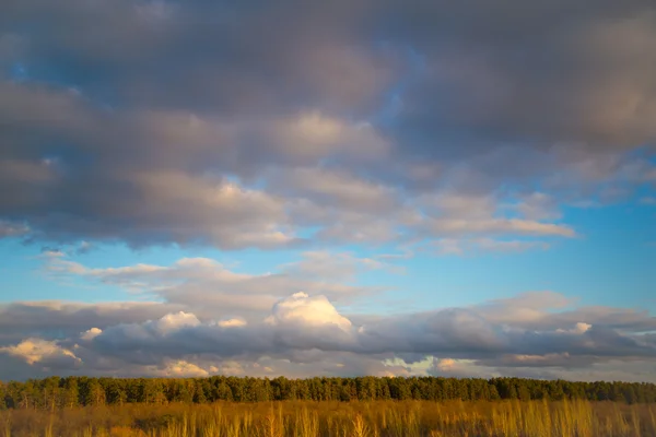Облака над лесом — стоковое фото