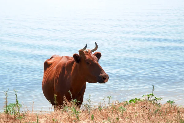 Vaca vermelha — Fotografia de Stock