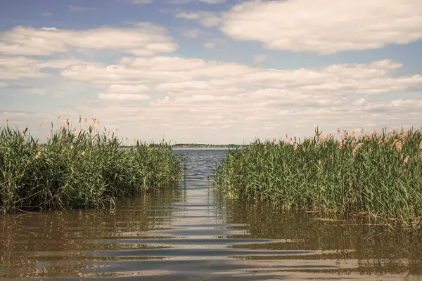 Letní ráno na jezeře — Stock fotografie