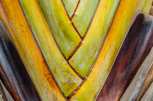 Textura de tronco de palma de banana . — Fotografia de Stock