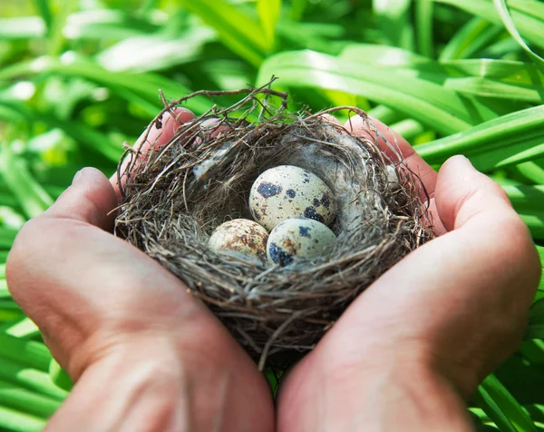 De eieren in het nest — Stockfoto