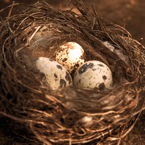 A tojások a fészekben — Stock Fotó