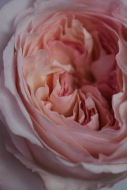 Çiçeklerin makro fotoğrafı