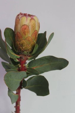 Çiçeklerin makro fotoğrafı