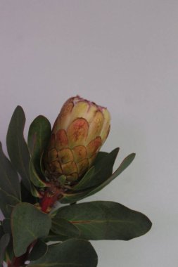 Çiçeklerin makro fotoğrafı