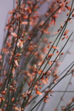 Çiçeklerin makro fotoğrafı