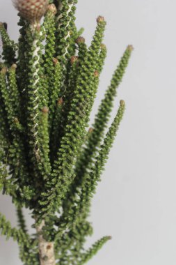 Çiçeklerin makro fotoğrafı