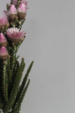 Çiçeklerin makro fotoğrafı