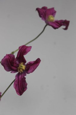 Makro fotoğrafçılıkta çiçekler