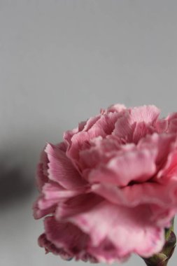 Harika karanfiller makro çekim.