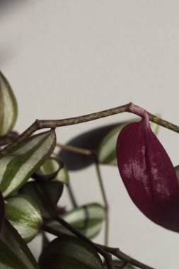 Saksı bitkilerinin makro fotoğrafları