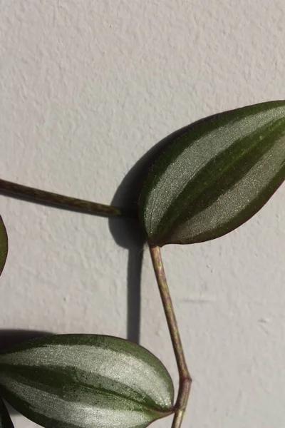 Macro Photography Potted Plants — Stock Photo, Image