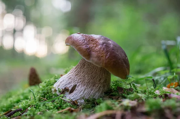 Velký Boletus Houba Mechu Podzimním Lese — Stock fotografie