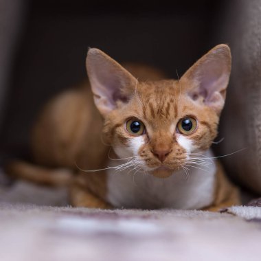 Büyük gözlü Red Devon Rex pusuda bekliyor.