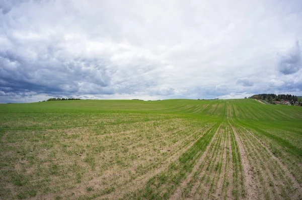 大規模な農業緑のフィールド 空は曇っている 脱走した場所だ 曇りの日だ ベラルーシ — ストック写真