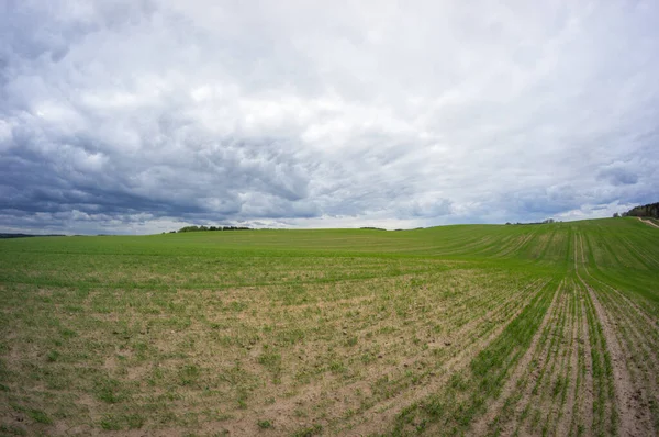 無限の緑の丘 曇った空の下で地平線に新鮮な緑 ベラルーシ — ストック写真