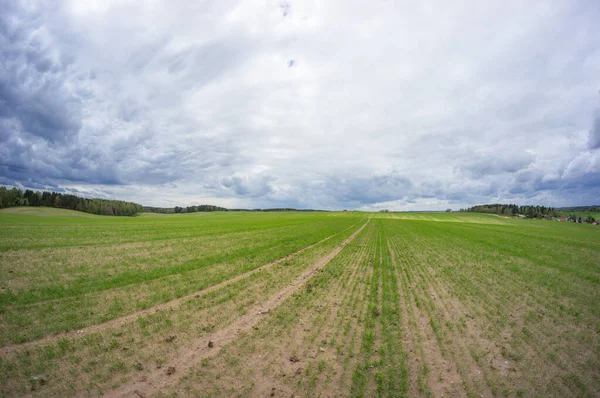 地平線に巨大な緑のフィールド ベラルーシの農村風景 — ストック写真