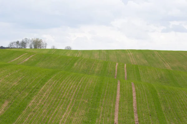 Paisaje Rural Colinas Verdes Bielorrusia Cielo Nublado Sobre Fondo — Foto de Stock