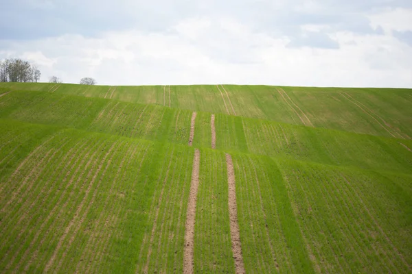 地平線に緑の丘と曇りの空 ベラルーシの風景 — ストック写真