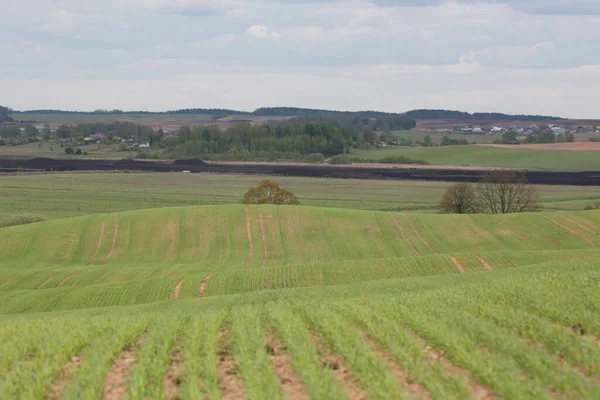 Paisaje Rural Verde Belarús Cielo Nublado Verano Extracción Turba Pueblo — Foto de Stock